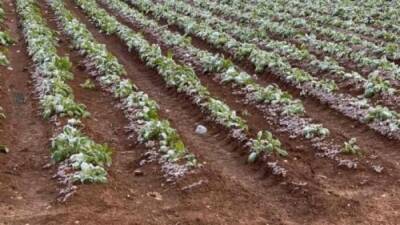 Сбор урожая на Кипре под угрозой - cyprusrussianbusiness.com - Кипр