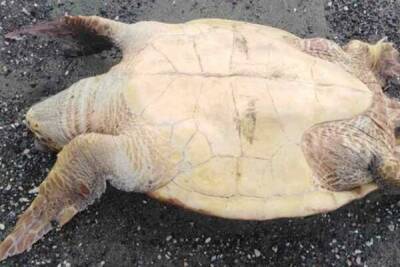 Теодорос Агиос - На трех пляжах Ларнаки найдены мертвые черепахи - cyprusbutterfly.com.cy - Кипр