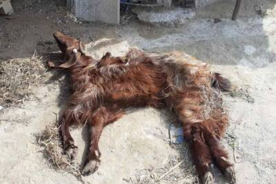 В пригороде Лимассола от отравления агрохимикатами погибло несколько коз - cyprusbutterfly.com.cy - деревня Трахонь