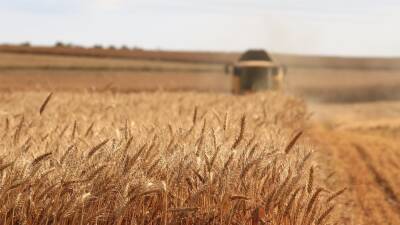 Около 20 500 тонн кукурузы из Румынии прибудет в ближайшее время - rumedia24.com - Кипр - Россия - Украина - Румыния