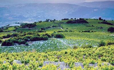 Винные маршруты Кипра: долина реки Диаризос - vkcyprus.com - Кипр