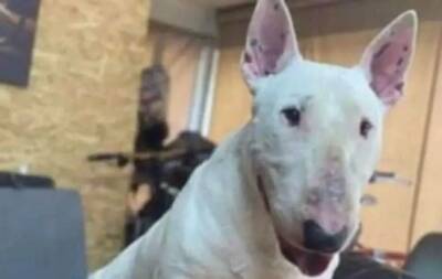 Полиция расследует гибель собаки при странных обстоятельствах - vkcyprus.com - Кипр - Никосия
