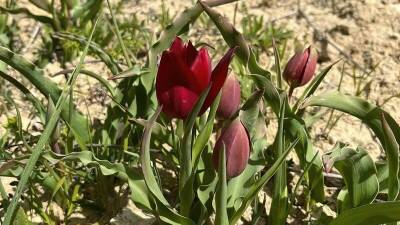 На Кипре расцвели тюльпаны - cyplive.com - Кипр - Сша - Англия - Евросоюз