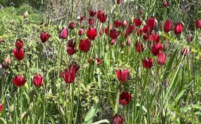 Джудит Гарбер - На Кипре цветут тюльпаны - vkcyprus.com - Кипр - Сша - Англия - Евросоюз - селение Кормакитис