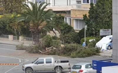 Зачем на центральной улице Пафоса вырубили деревья? - vkcyprus.com - Кипр - Пафос