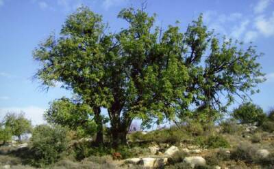 Главные кипрские деревья - vkcyprus.com - Кипр