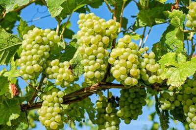 Дико Хрисантос Саввидес - Производство винограда на Кипре сократилось на рекордных 93% - cyprusbutterfly.com.cy - Кипр