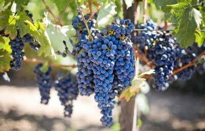 Виноградарство под угрозой вымирания - vkcyprus.com - Кипр - Евросоюз