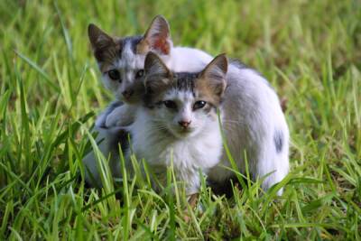Правительство Кипра выделило 100 000 евро на стерилизацию кошек - cyprusbutterfly.com.cy - Кипр