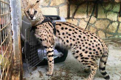 Кошка, атаковавшая трехлетнего мальчика, отправлена в зоопарк Лимассола - cyprusbutterfly.com.cy - Кипр