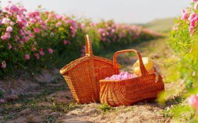 Розы, мед и печенье: фестивали этого лета - vkcyprus.com - Кипр