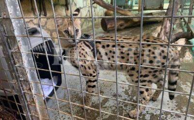Кошка-саванна в зоопарке: за и против - vkcyprus.com - Кипр