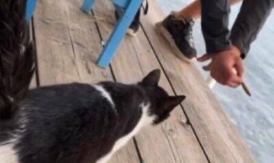 Негодяй приманил котенка и пнул его в открытое море - cyprusbutterfly.com.cy - Кипр - Греция