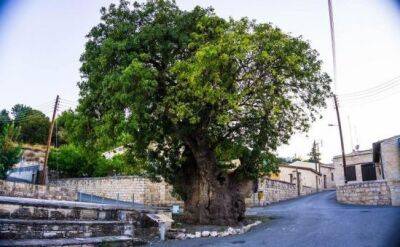 Дерево св. Георгия возрастом 1500 лет - vkcyprus.com - Лимассол - деревня Апеша
