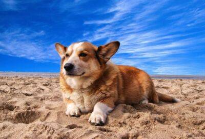 У собак есть право гулять по пляжам Кипра и купаться в море. Но не всегда и не везде - cyprusnews.online - Кипр