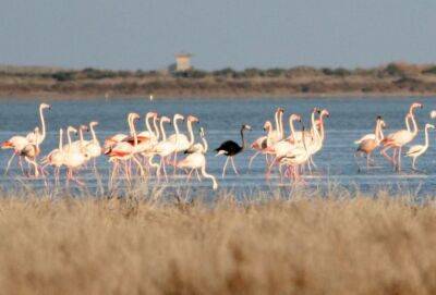 На Кипр вернулся черный фламинго. Возможно, единственный в мире - cyprusnews.online - Кипр