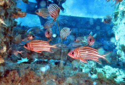 В искусственных рифах у берегов Кипра поселились рыбы (видео) - cyprusnews.online - Кипр