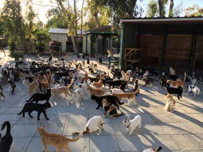 Зоозащитники Лимассола просят государство и городские власти помочь открыть им парк для кошек - rumedia24.com - Cyprus