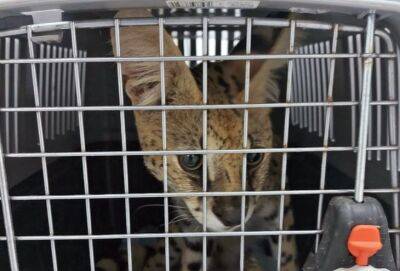 Кот саванна получил тепловой удар в зоопарке Лимассола - cyprusnews.online
