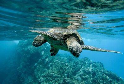 В августе у берегов Кипра очень много черепах. Это аномалия? - cyprusnews.online - Кипр