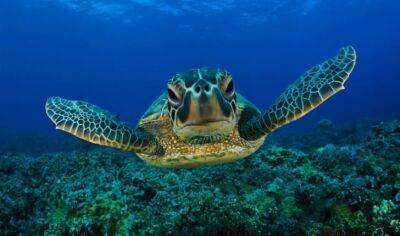 Морские черепахи замечены в прибрежных водах Кипра - kiprinform.com - Кипр