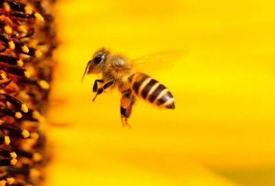 На Кипре создадут три «медовых» тропы с «отелями» для пчел - cyprusnews.online - Кипр