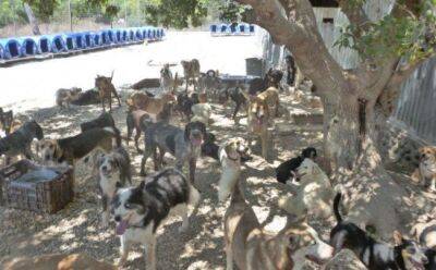На Кипре резко выросло число бездомных собак - vkcyprus.com - Кипр - Англия - Германия