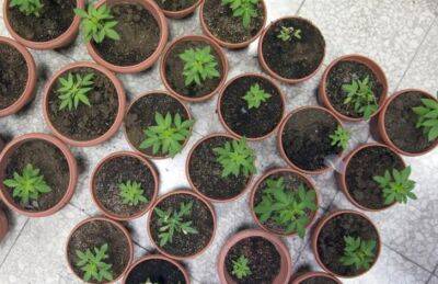 Полиция провела обыск в доме в Никосии, конфисковав 28 растений каннабиса - kiprinform.com - Никосия