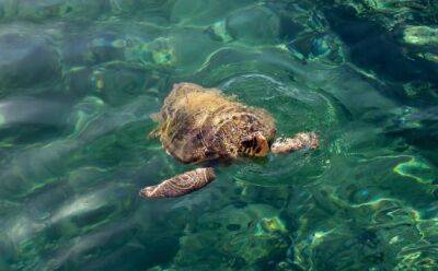 Кормить морских черепах запрещено - vkcyprus.com - Никосия
