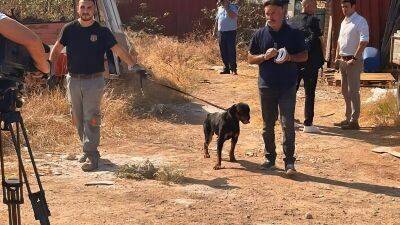 Иоаннис Агиос - Бездомная собака напала на ребенка в Лимассоле - cyplive.com - Кипр - Никосия