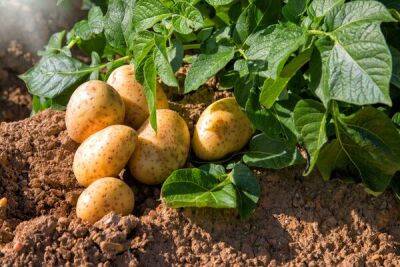 Кипр намерен зарегистрировать картофель в качестве продукта с защищенным наименованием места происхождения - cyprusbutterfly.com.cy - Кипр - Россия - Украина - Англия - Греция - деревня Ксилофаг