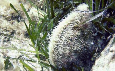 В водах Кипра исчезает редкий вид моллюсков - vkcyprus.com - Кипр