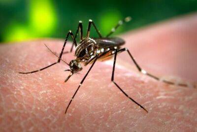 На Кипре обнаружены опасные комары вида Aedes aegypti - cyprusbutterfly.com.cy - Кипр