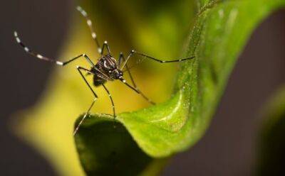 На Кипре обнаружен опасный вид комаров - vkcyprus.com - Кипр