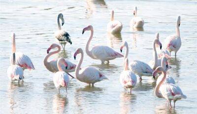 Фламинго слетаются к озеру Паралимни после дождя - kiprinform.com