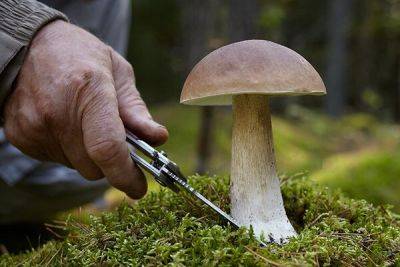 Лесной департамент напомнил о правилах сбора грибов на Кипре - cyprusbutterfly.com.cy - Кипр