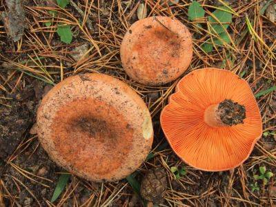 Сбор грибов на Кипре может оказаться опасным хобби - kiprinform.com - Кипр