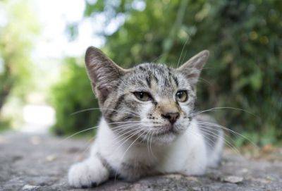 На Кипре пересчитают всех уличных котов - russiancyprus.news - Кипр