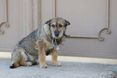 На Кипре задержан догхантер, подозреваемый в отравлении трех собак - cyprusbutterfly.com.cy - Кипр