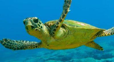 На Северном Кипре начался сезон миграции морских черепах - cyprusbutterfly.com.cy - Кипр