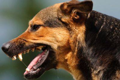 На Кипре нет опасных пород собак, но есть опасные владельцы - cyprusbutterfly.com.cy - Кипр - Греция