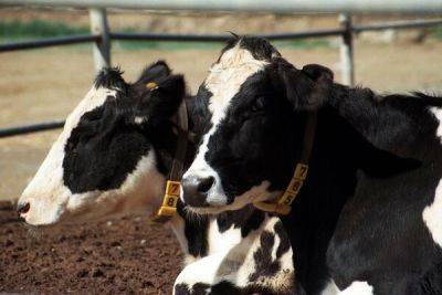 Скотоводы пригрозили сливать молоко у президентского дворца в Никосии - cyprusbutterfly.com.cy - Никосия