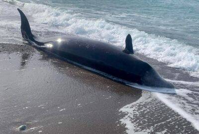 На пляжи Кипра выбрасываются киты. Возможно, из-за землетрясения - evropakipr.com - Кипр - Турция - Сирия