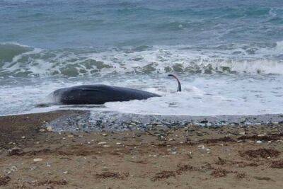На пляжи Кипра массово выбрасываются киты - cyprusbutterfly.com.cy - Кипр - Турция - Сирия