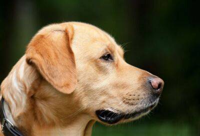 В Пафосе убит большой пес, напавший на маленькую собаку - russiancyprus.news - Кипр - Греция