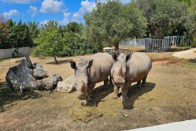 В зоопарке Пафоса появились два белых носорога и два солнечных медведя - cyprusbutterfly.com.cy - Индонезия