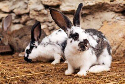 С фермы близ Лимассола украли 150 кроликов - russiancyprus.news - Кипр - деревня Монь
