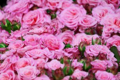Роза — самый популярный цветок на Кипре - cyprusbutterfly.com.cy - Кипр - Израиль - Египет - Евросоюз - Китай - Греция - Эквадор - Юар - Кения