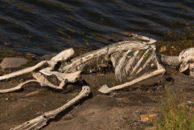 Череп и кости, найденные в Пафосе, принадлежали пропавшей без вести британке - cyprusbutterfly.com.cy - Англия - деревня Колони
