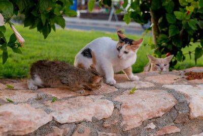 30% кошек умерли на Кипре от мутации коронавируса - cyprusbutterfly.com.cy - Кипр - Индия - Президент